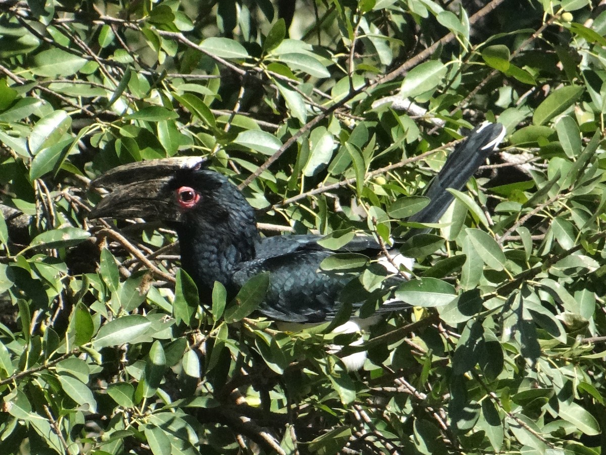 Trumpeter Hornbill - ML617927733