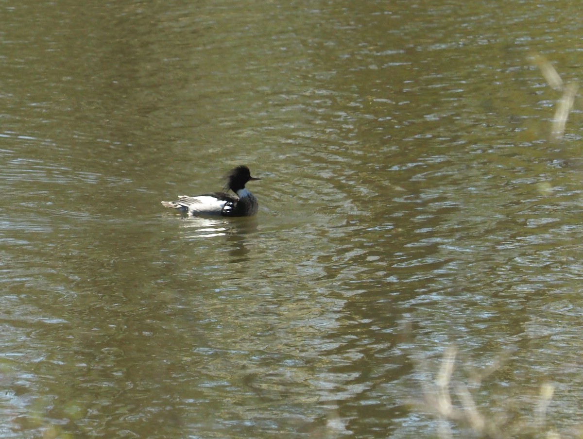 Red-breasted Merganser - ML617927783