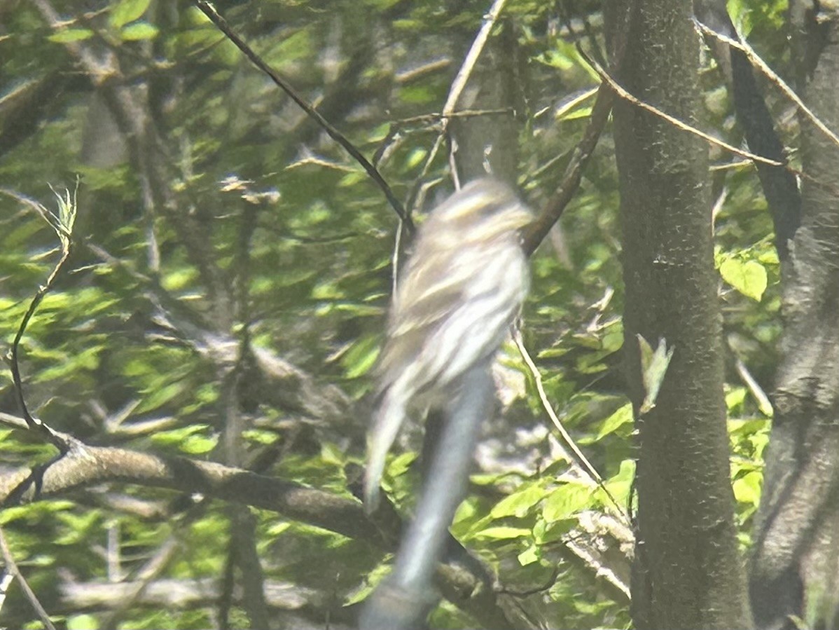 Purple Finch (Eastern) - ML617927821