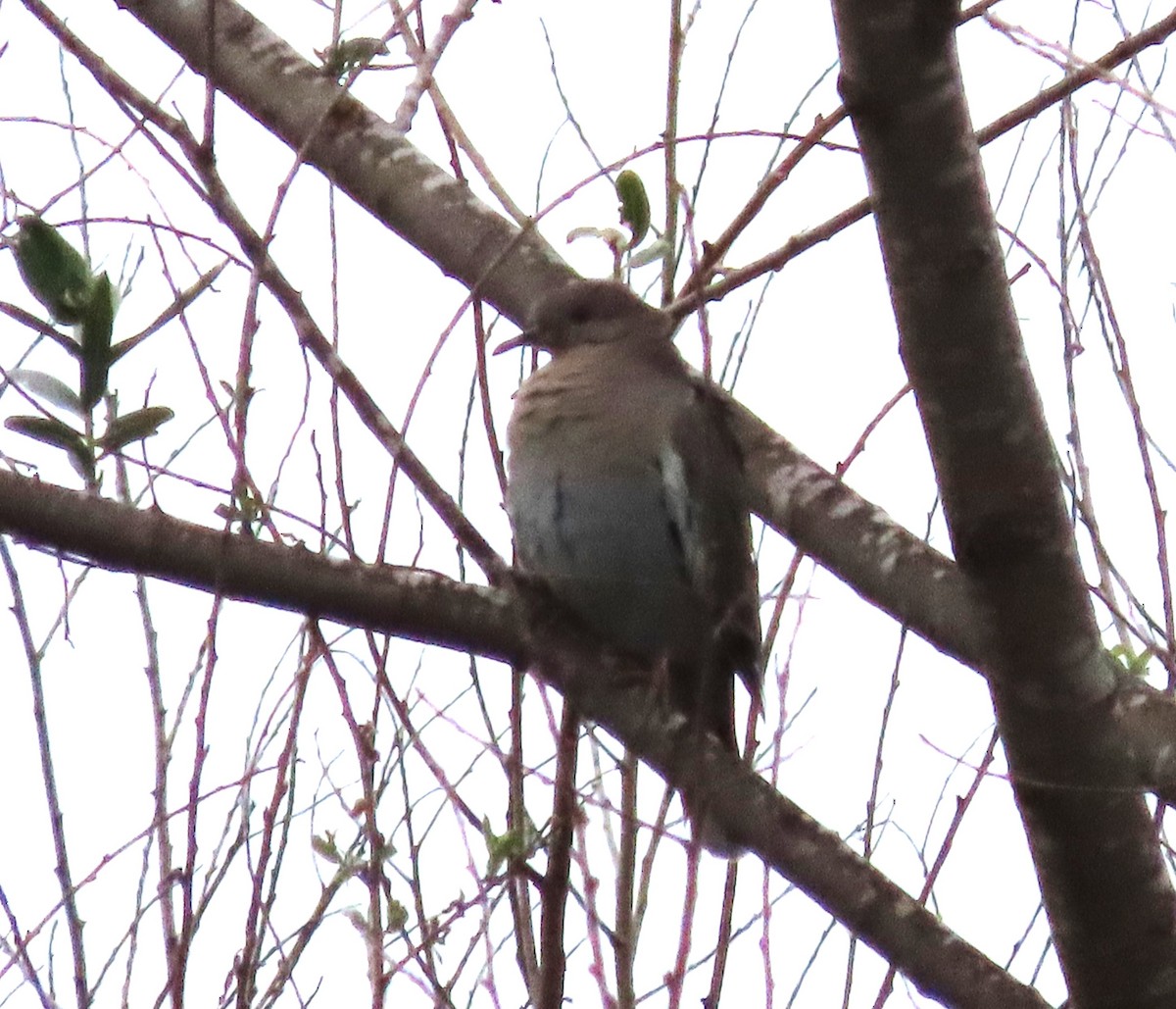 White-winged Dove - ML617927876