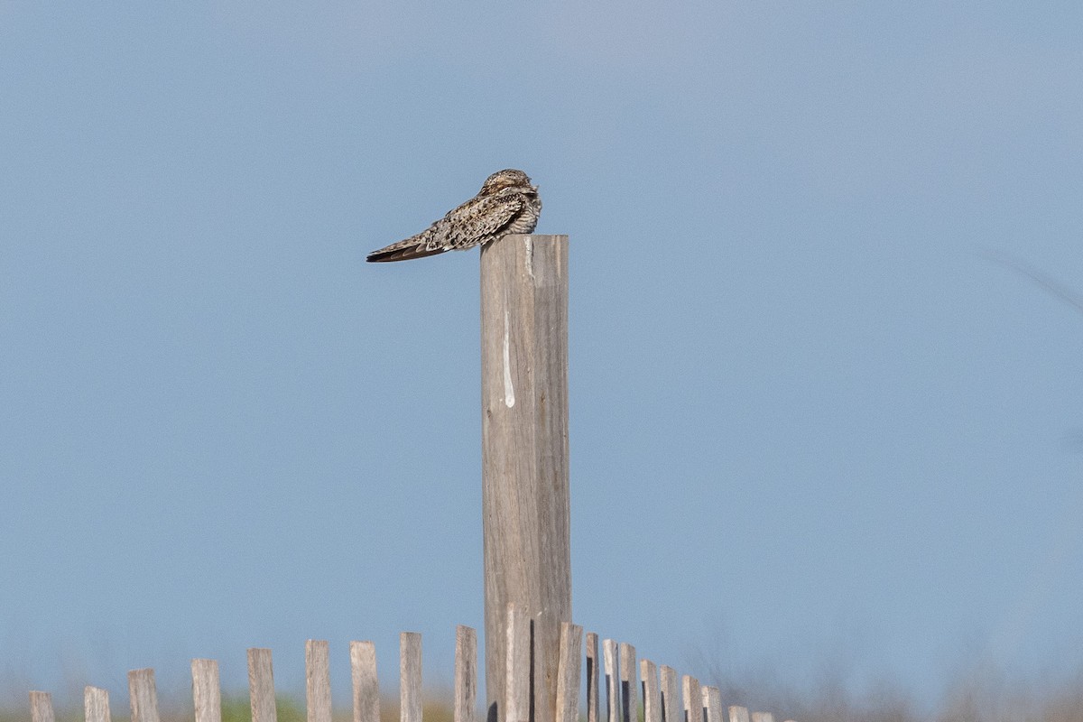 Common Nighthawk - ML617927878