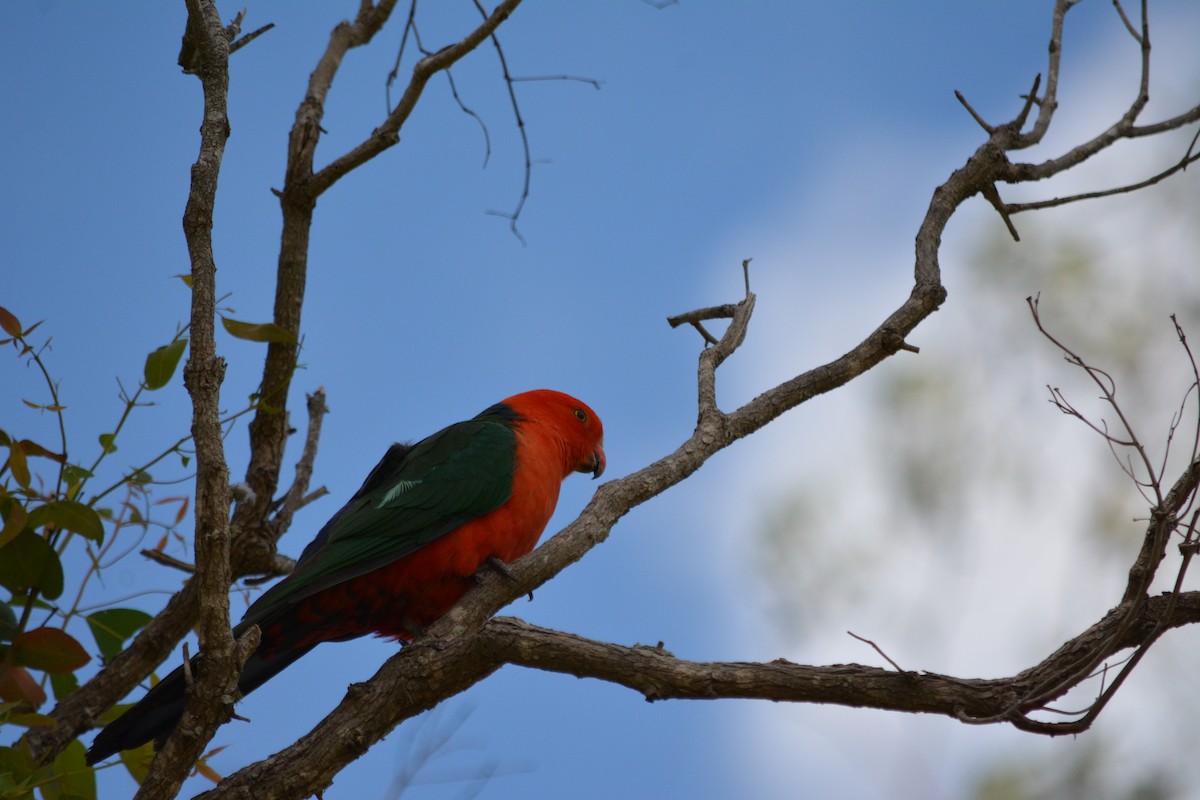 Avustralya Kral Papağanı - ML617927886
