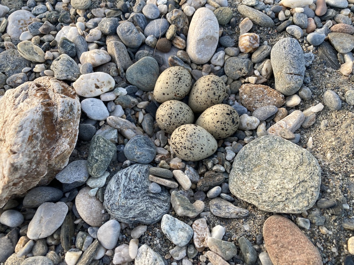 Little Ringed Plover - ML617927900