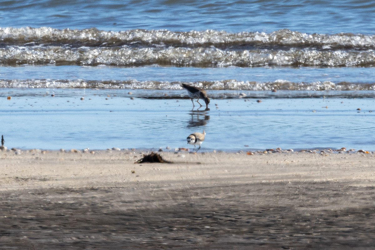 Snowy Plover - ML617927901