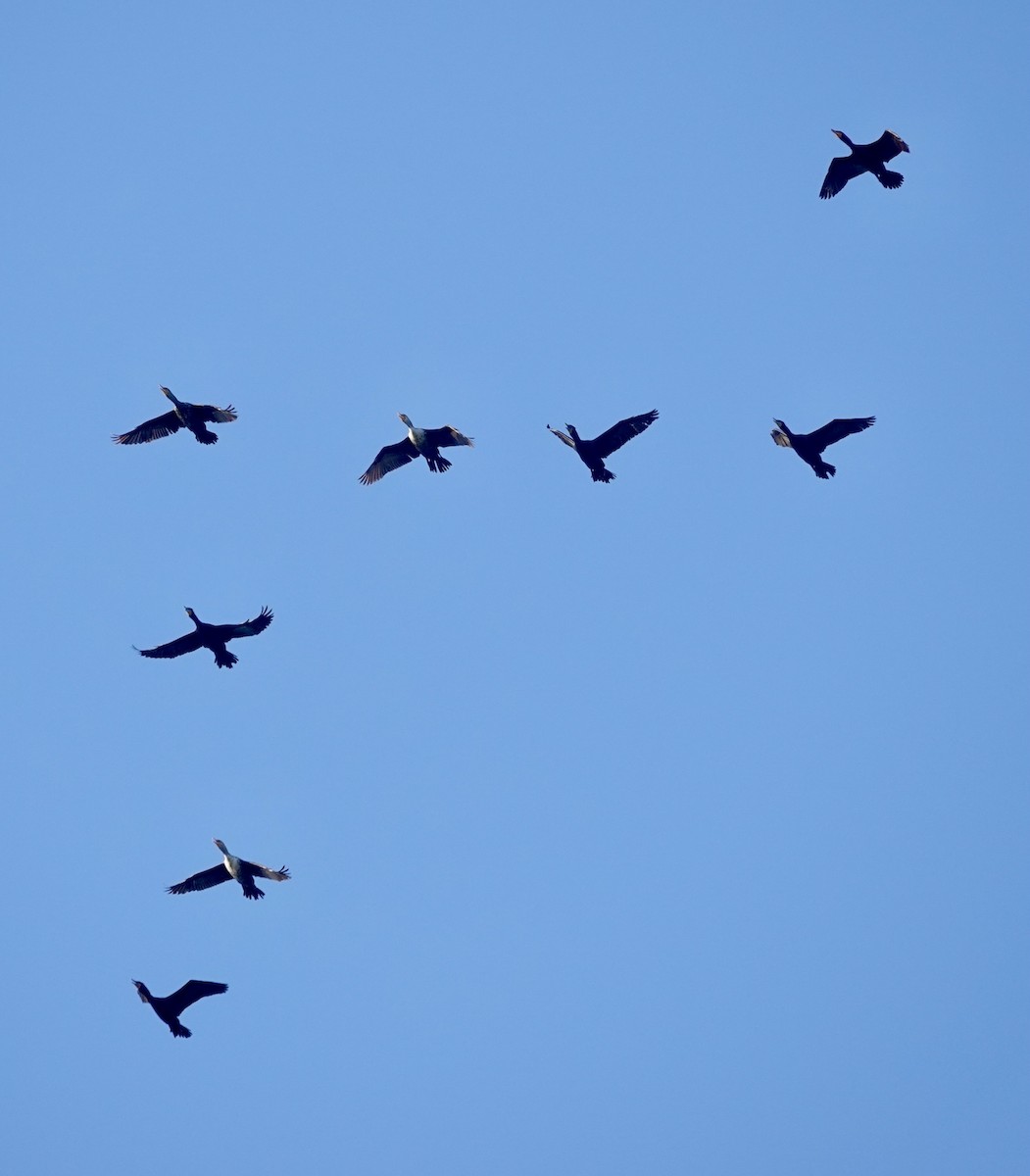 Double-crested Cormorant - ML617927905