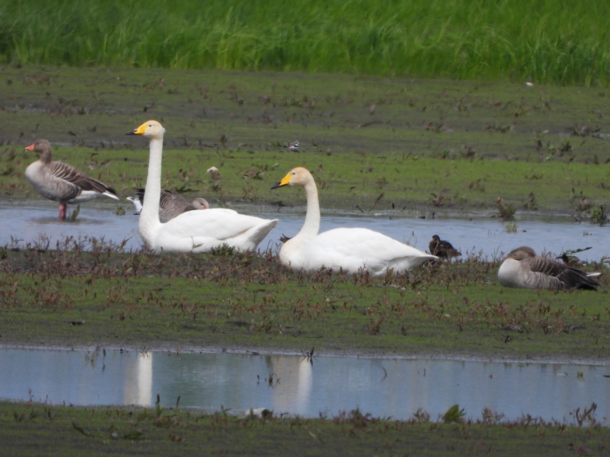 Whooper Swan - ML617927929