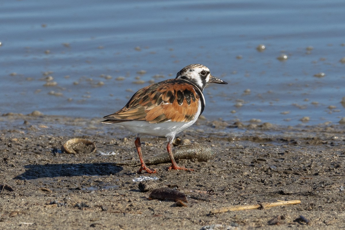 Ruddy Turnstone - ML617927950