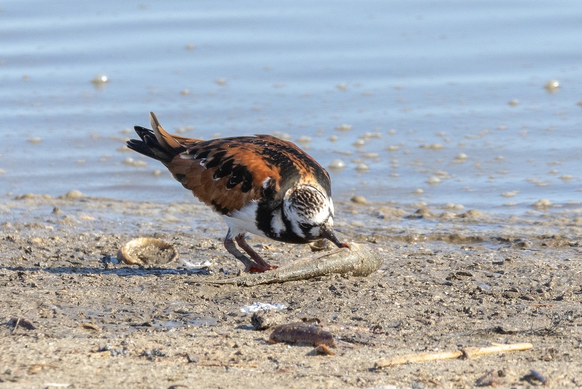 Ruddy Turnstone - ML617927953