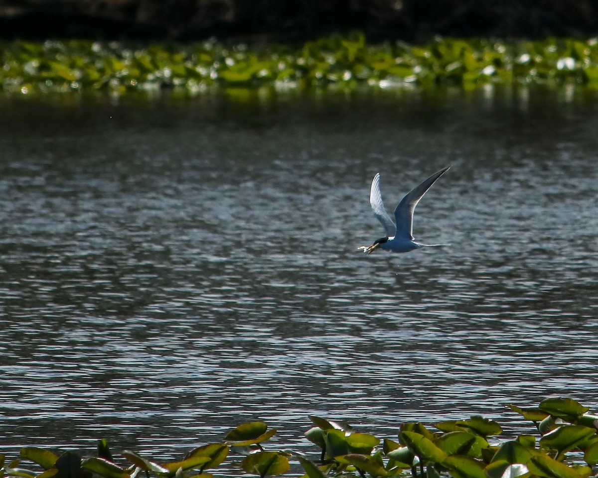 Forster's Tern - ML617928008