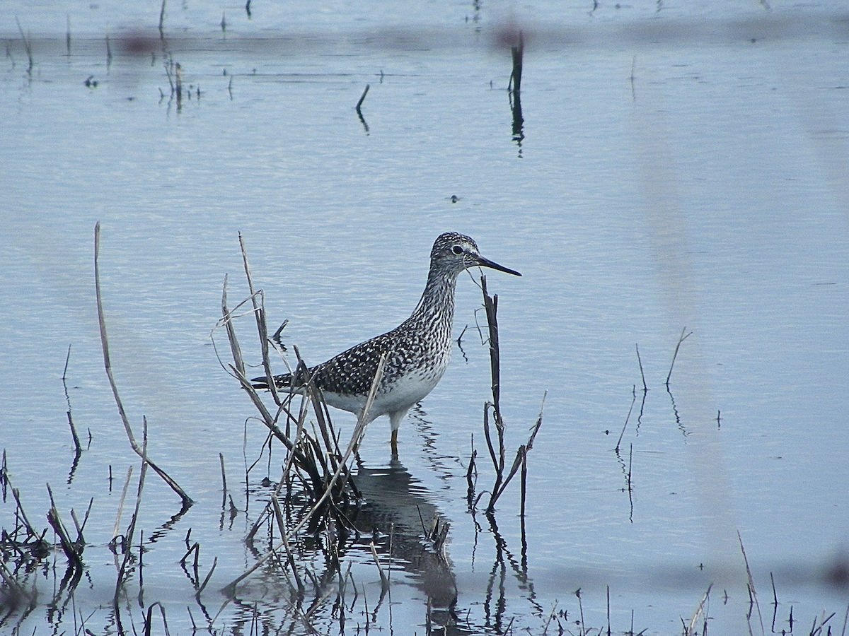 Lesser Yellowlegs - Khloe Campbell