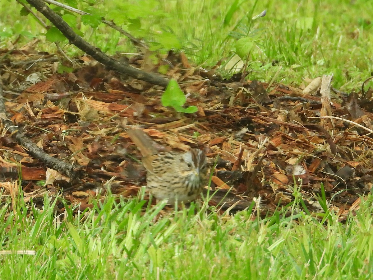 Lincoln's Sparrow - Anonymous