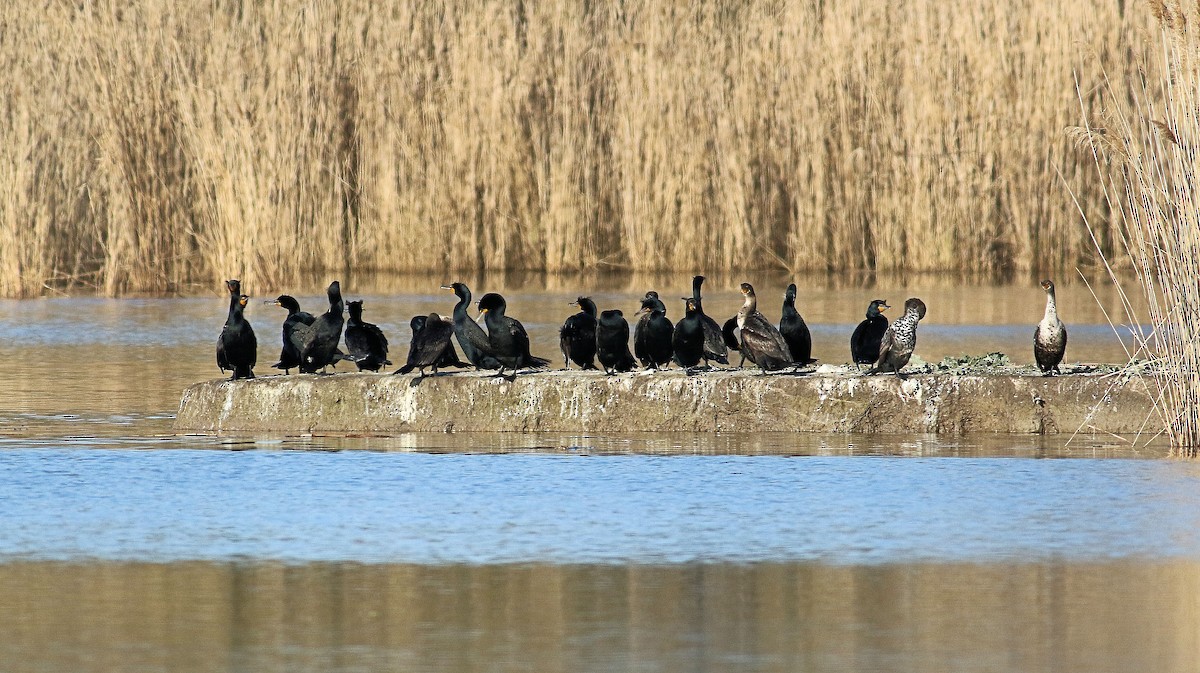 Double-crested Cormorant - ML617928072