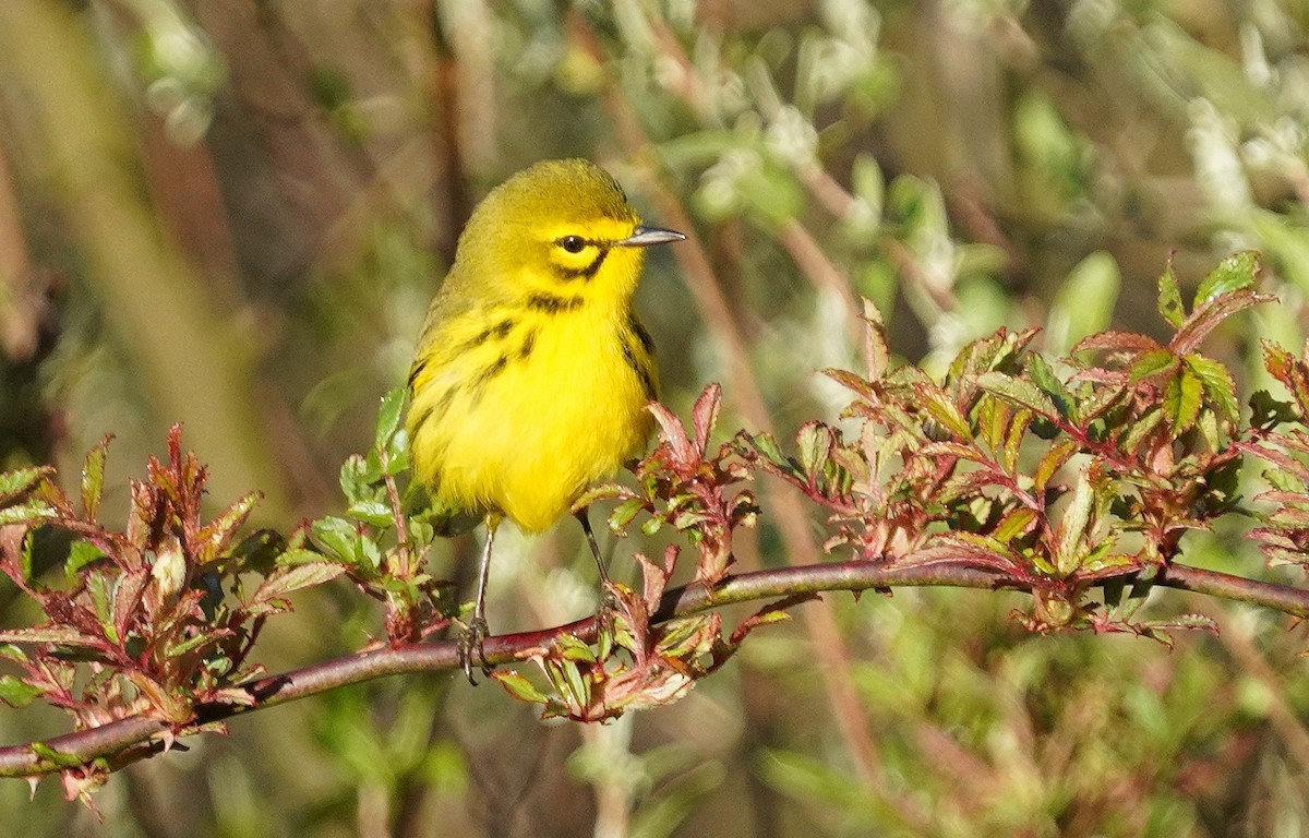 Prairie Warbler - Dennis Mersky