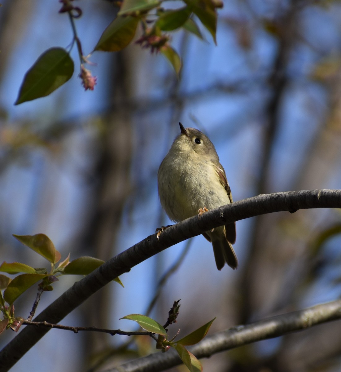 Ruby-crowned Kinglet - ML617928158