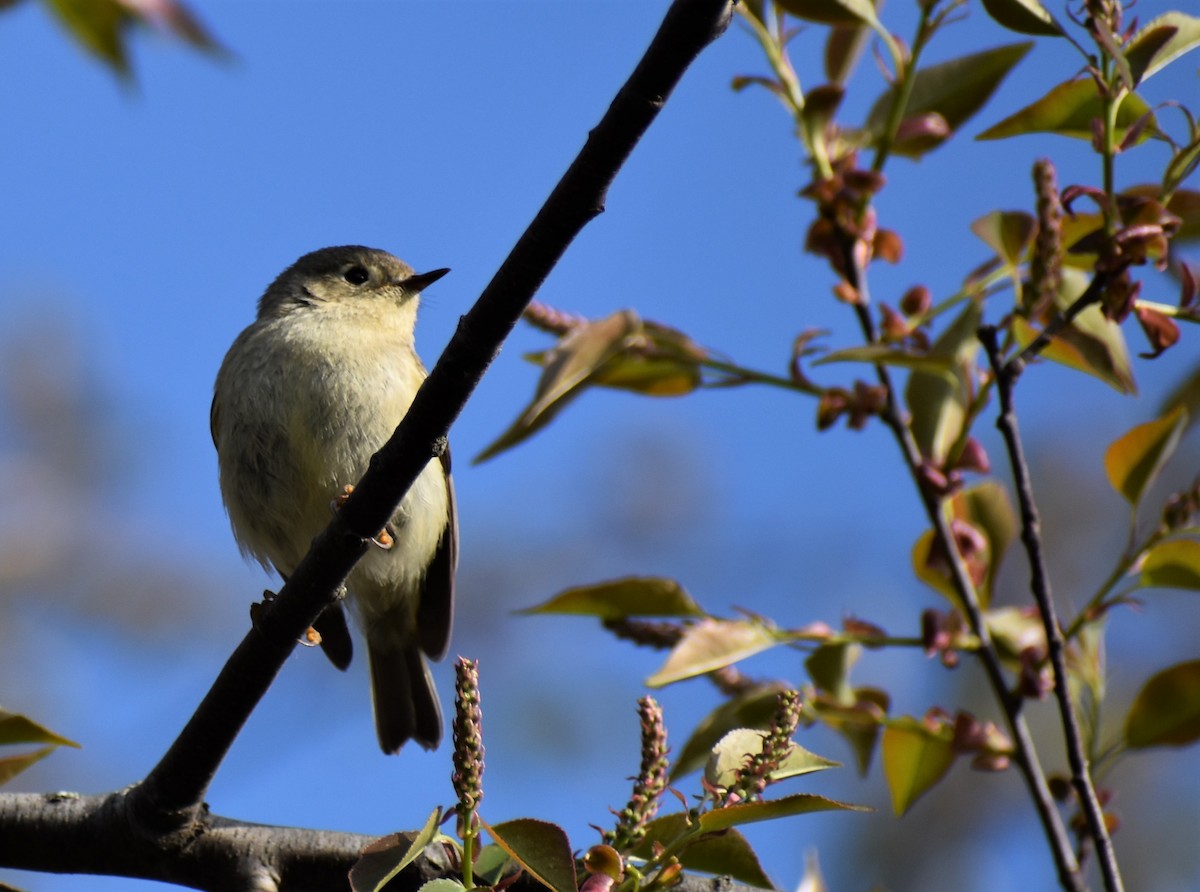 Ruby-crowned Kinglet - ML617928159