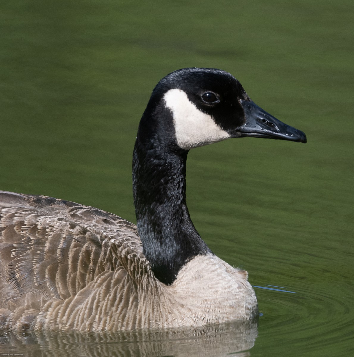 Canada Goose - ML617928161