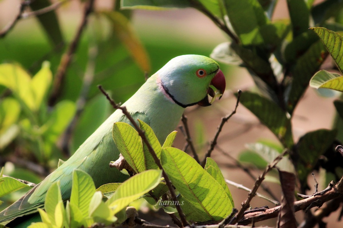 Rose-ringed Parakeet - ML617928178