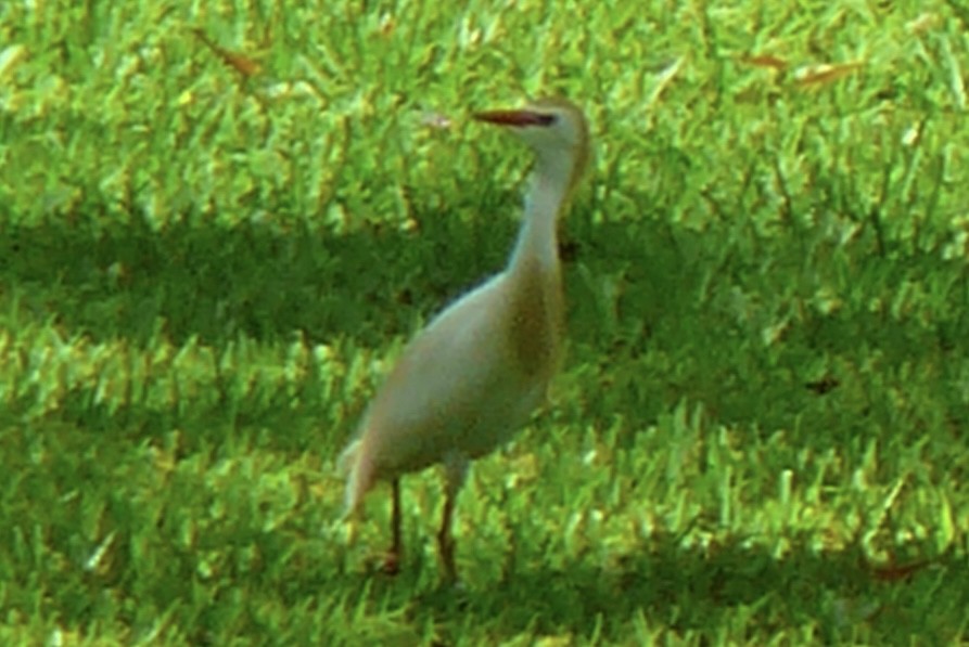 Чапля єгипетська (підвид ibis) - ML617928197