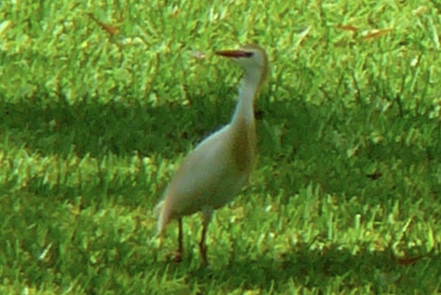 Western Cattle Egret - ML617928197