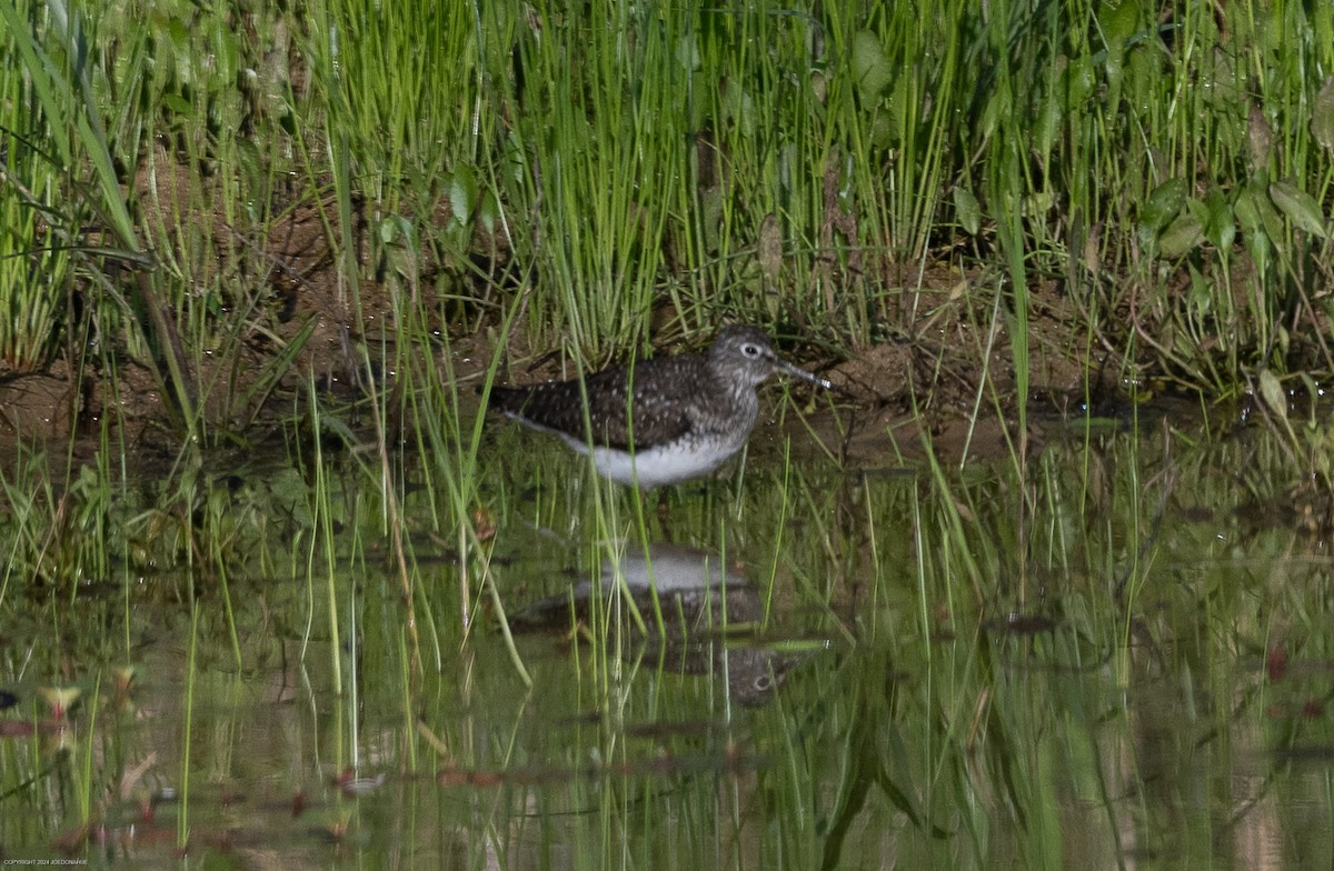 Solitary Sandpiper - ML617928198