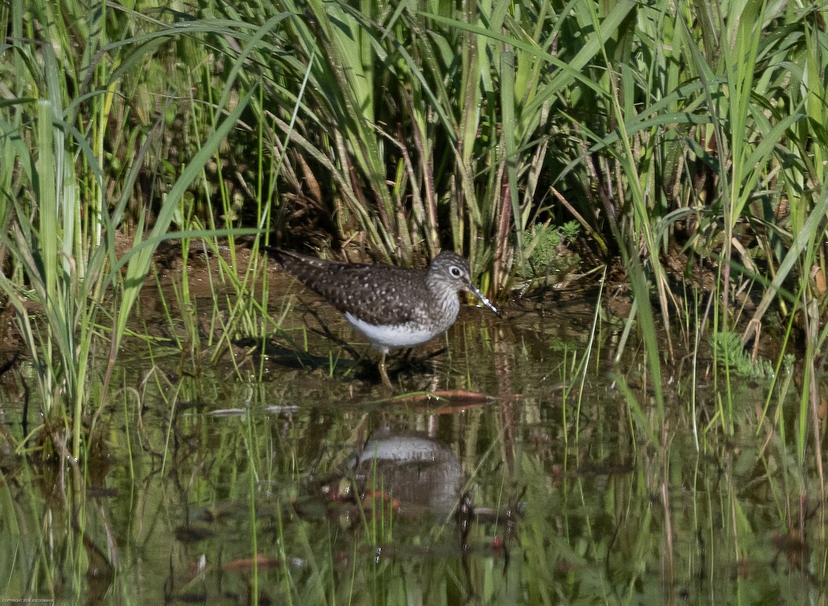 Solitary Sandpiper - ML617928199