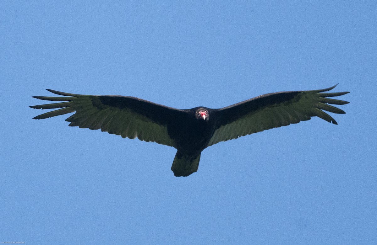 Turkey Vulture - ML617928212