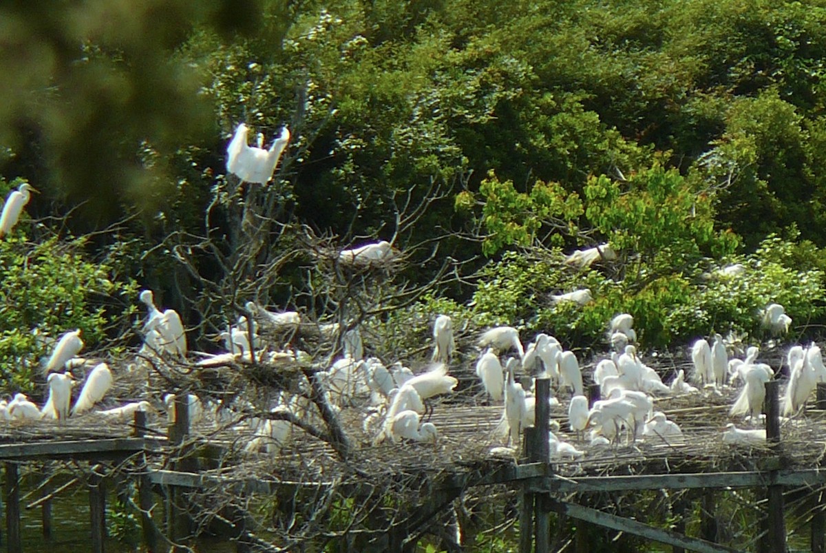 Great Egret - ML617928220