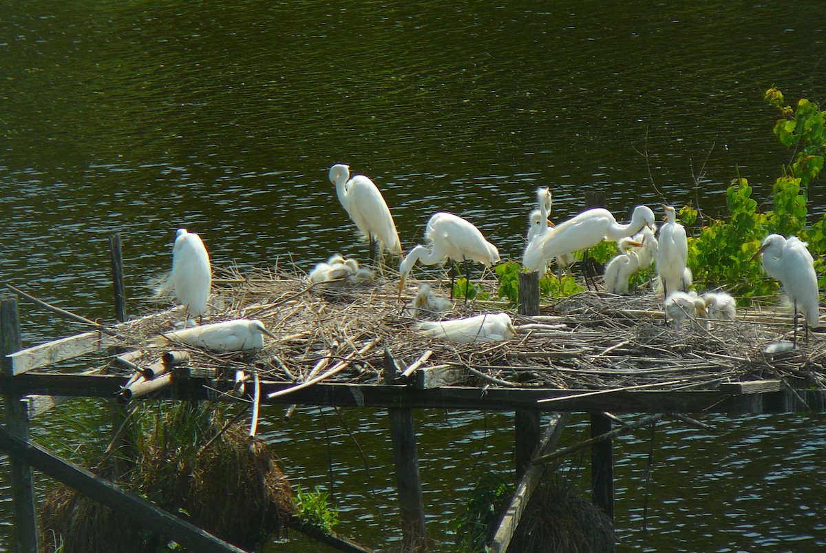 Great Egret - ML617928223