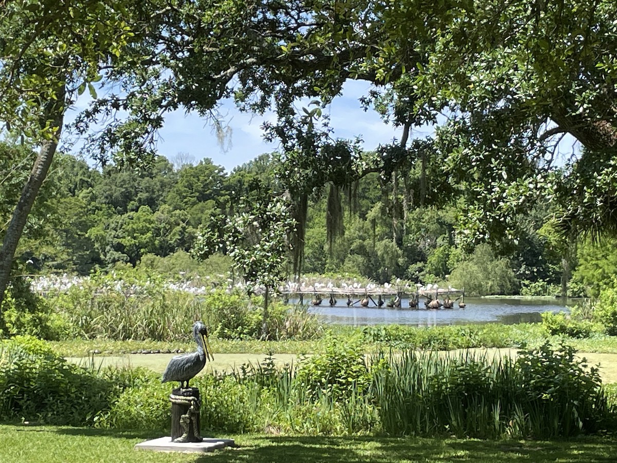 Great Egret - ML617928225