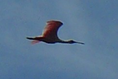 Roseate Spoonbill - ML617928247