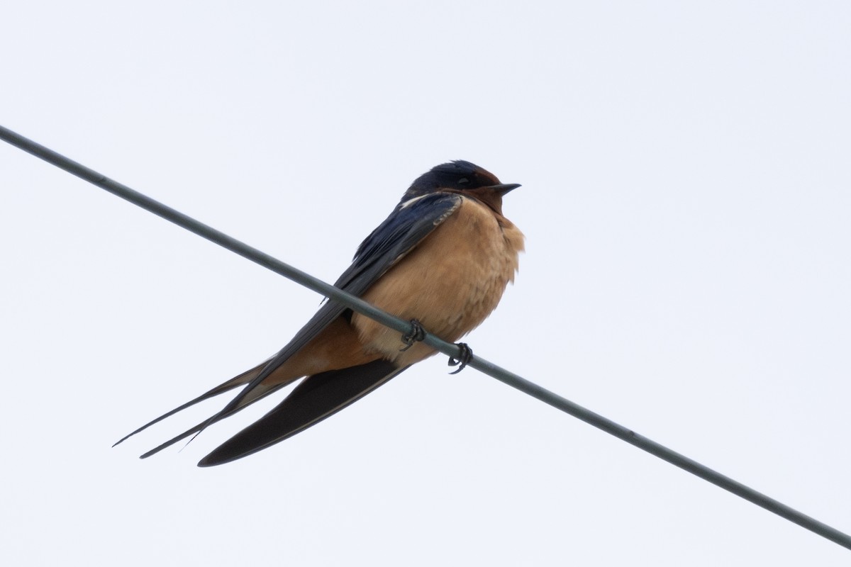 Golondrina Común - ML617928277