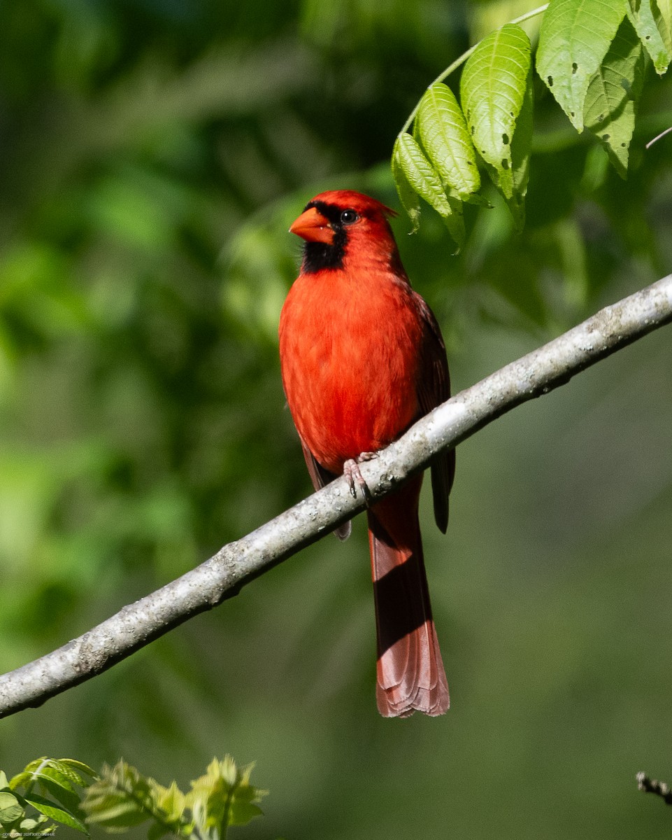 Northern Cardinal - Joe Donahue