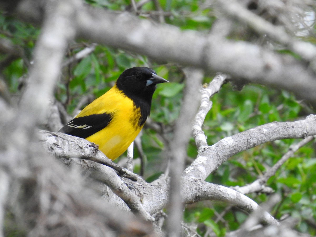 Audubon's Oriole - ML617928298