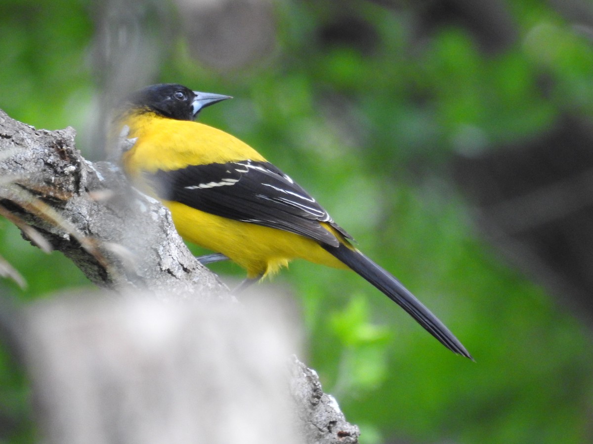 Audubon's Oriole - Wendi Leonard