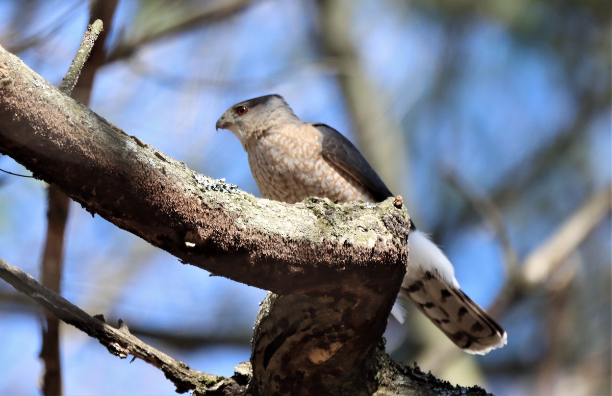 Cooper's Hawk - ML617928313