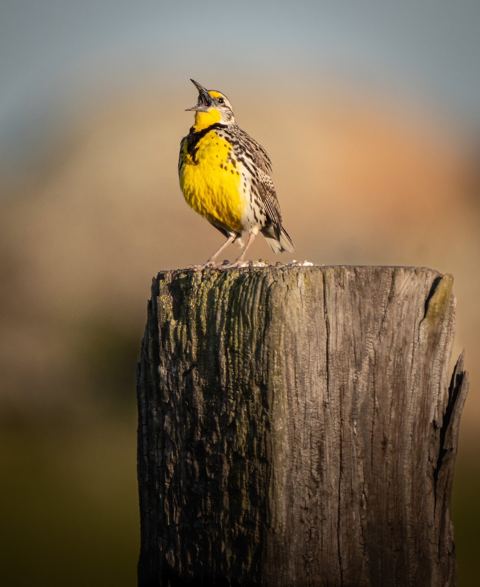 Western Meadowlark - ML617928321