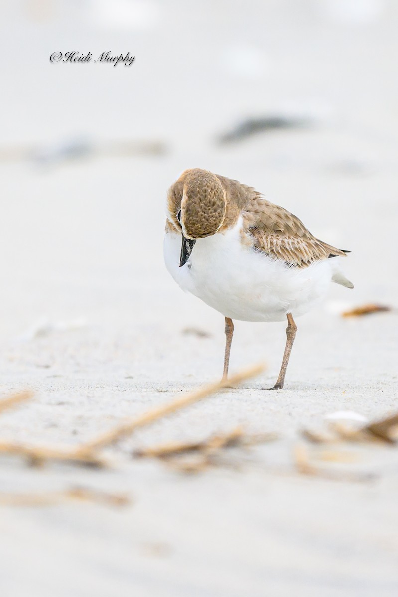 Wilson's Plover - Heidi Murphy