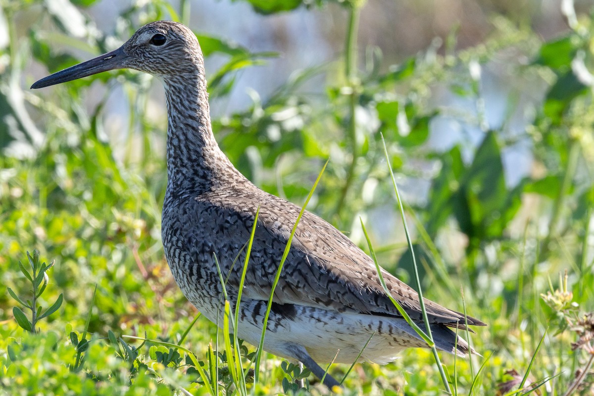 Willet - ML617928335