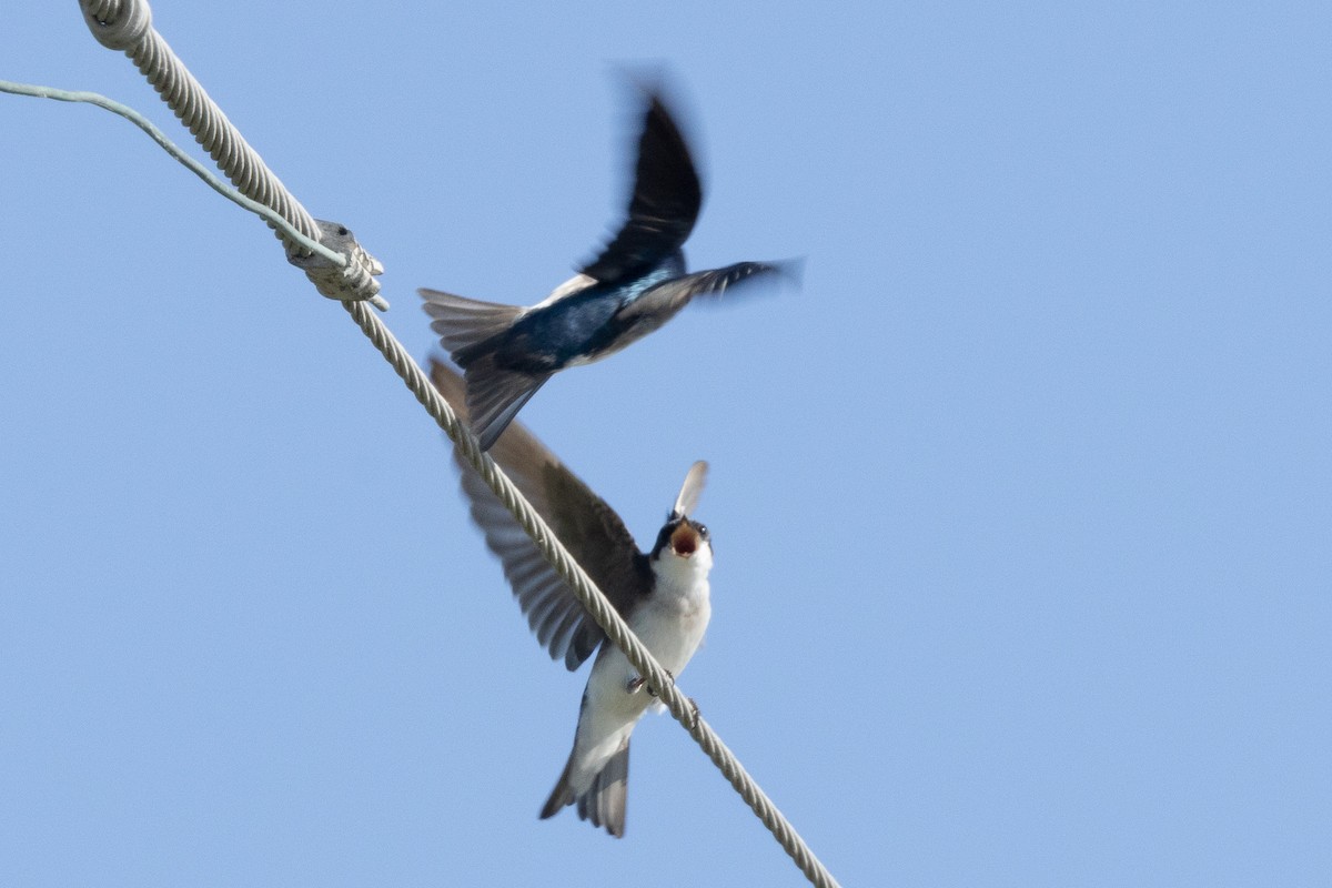 Golondrina Bicolor - ML617928349