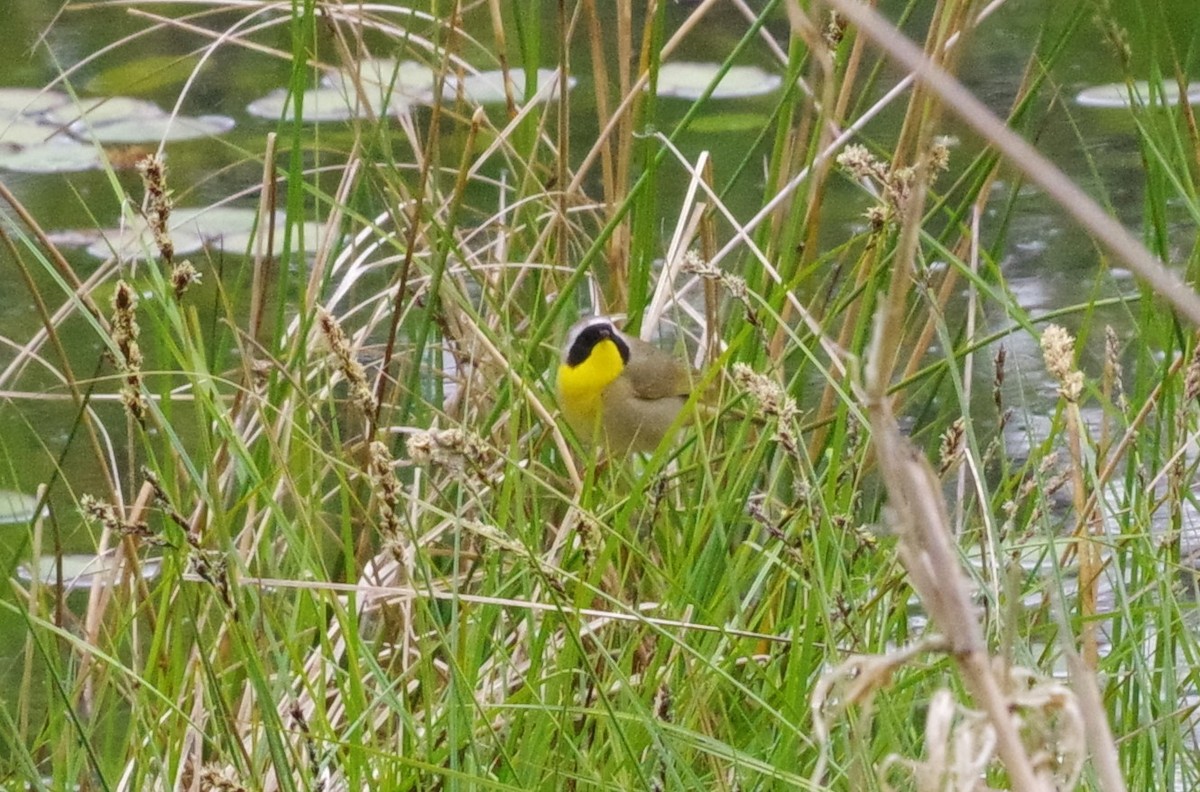 Common Yellowthroat - ML617928369