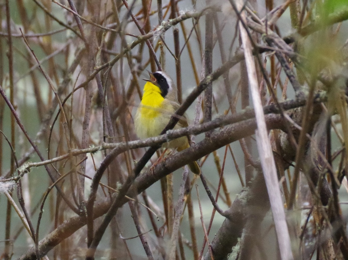 Common Yellowthroat - ML617928370