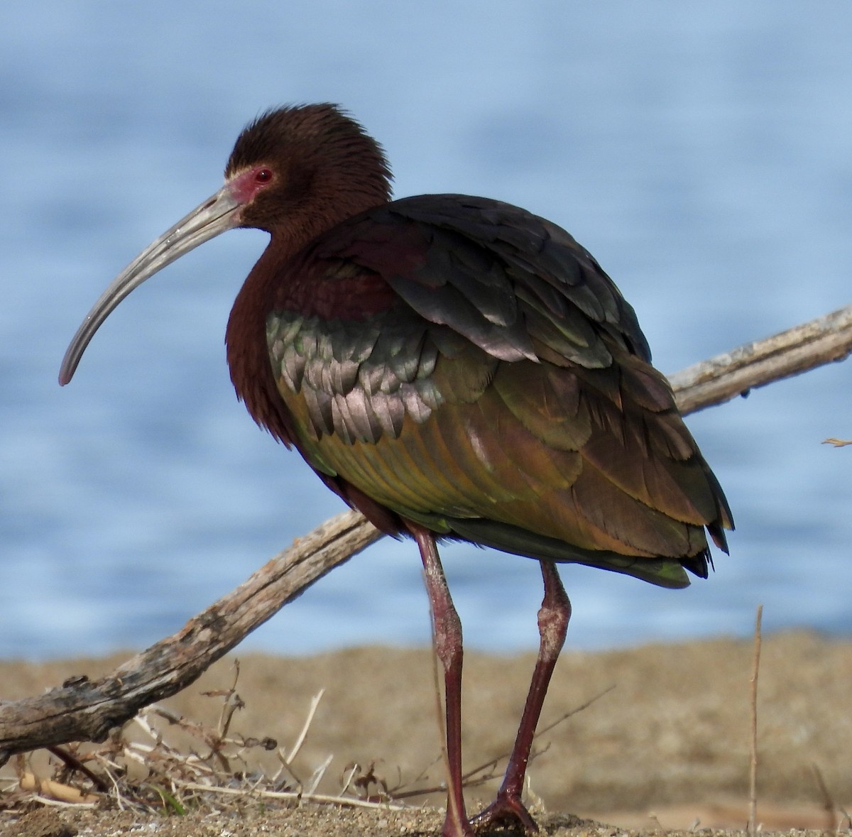 White-faced Ibis - ML617928388