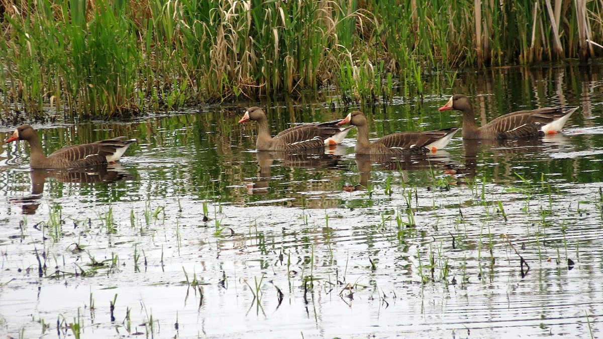 Greater White-fronted Goose - ML617928390