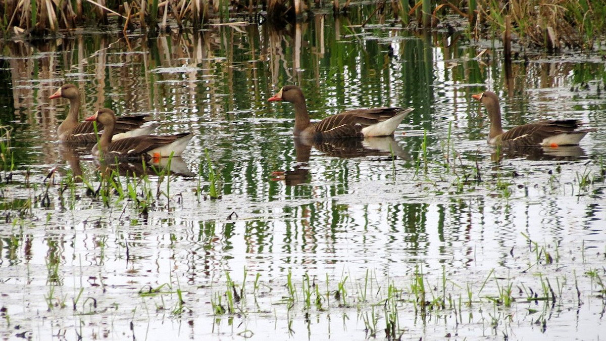Greater White-fronted Goose - ML617928391