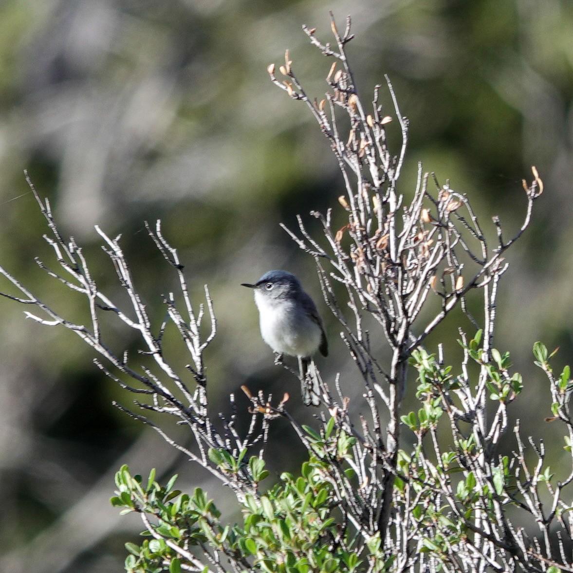 Blue-gray Gnatcatcher - ML617928429