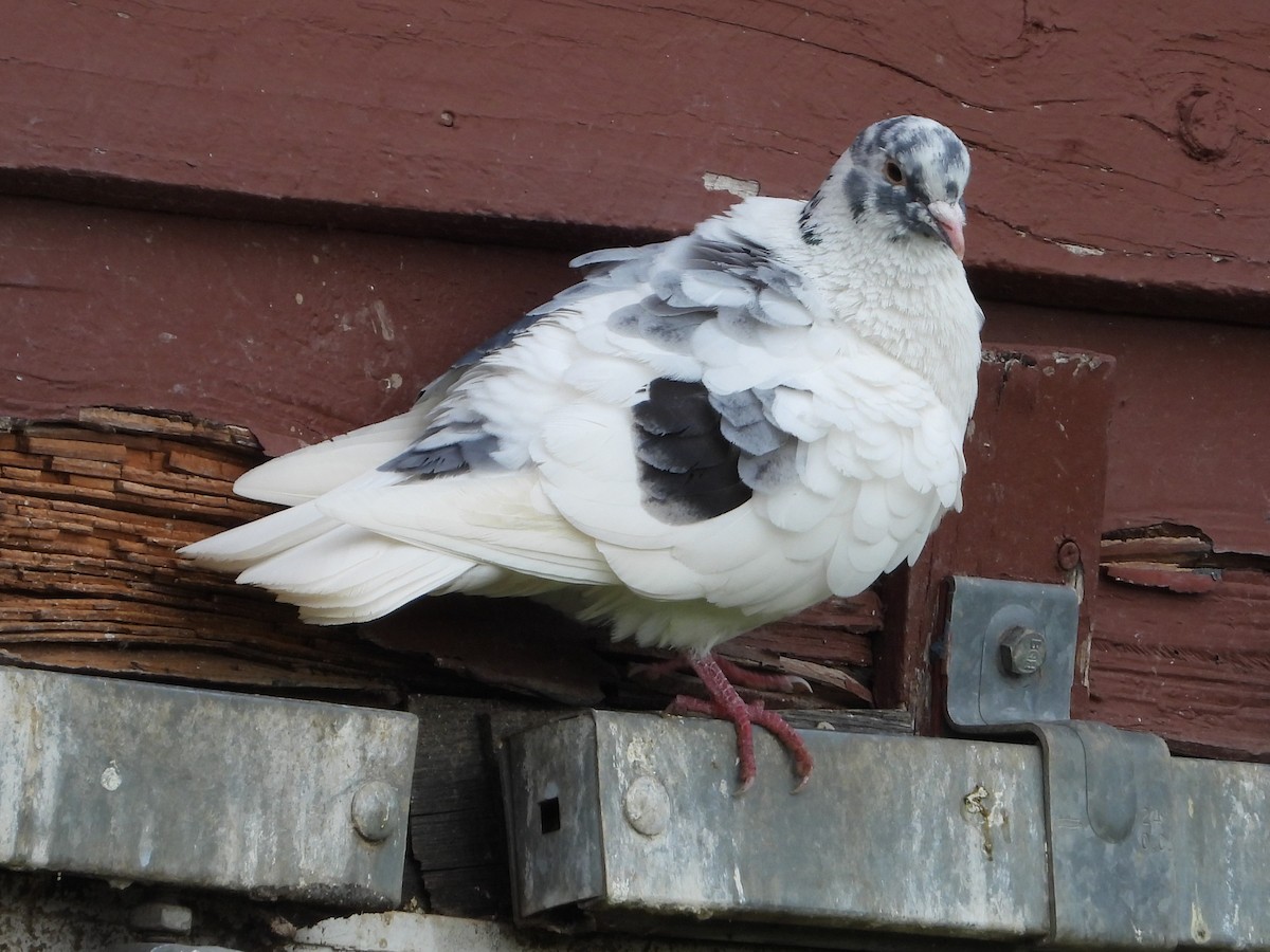 Rock Pigeon (Feral Pigeon) - ML617928442