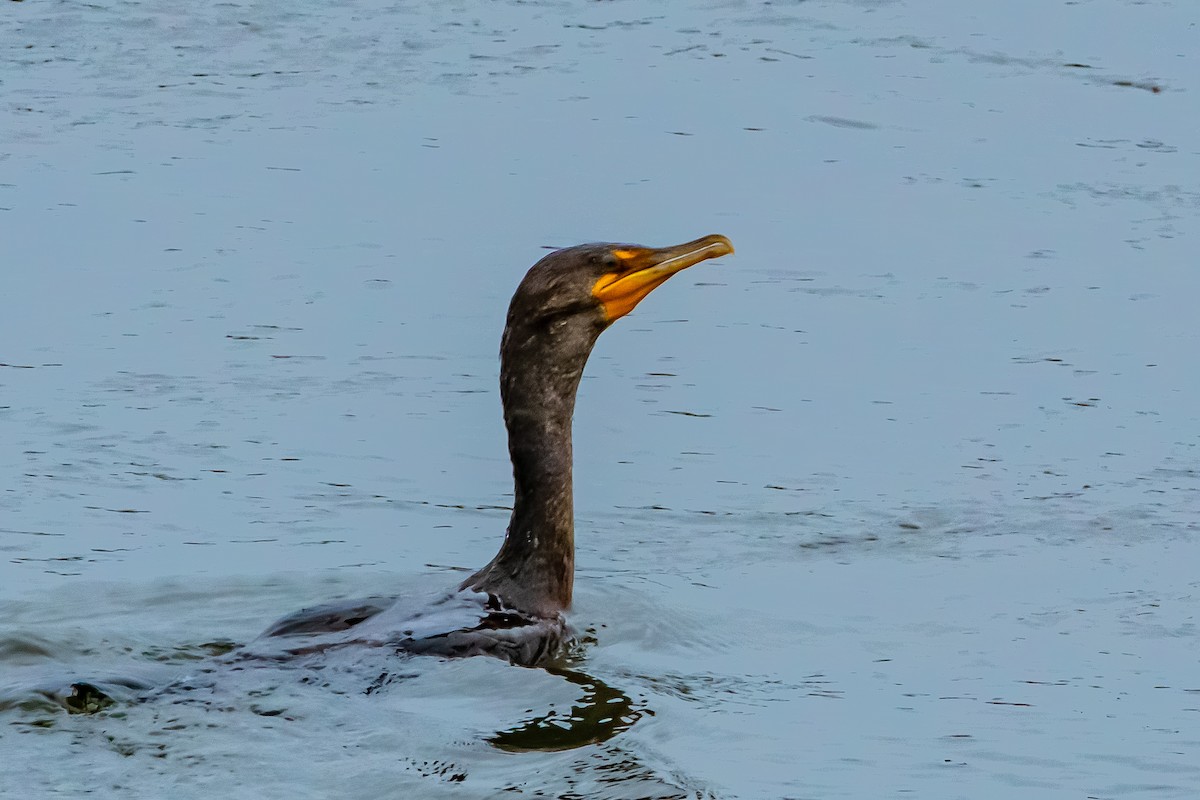 Double-crested Cormorant - ML617928447