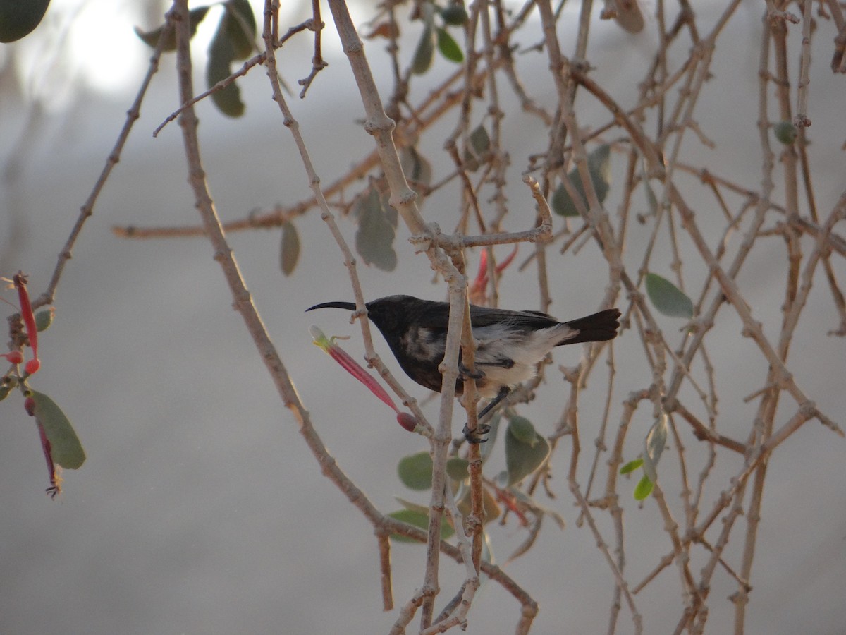 Dusky Sunbird - ML617928448