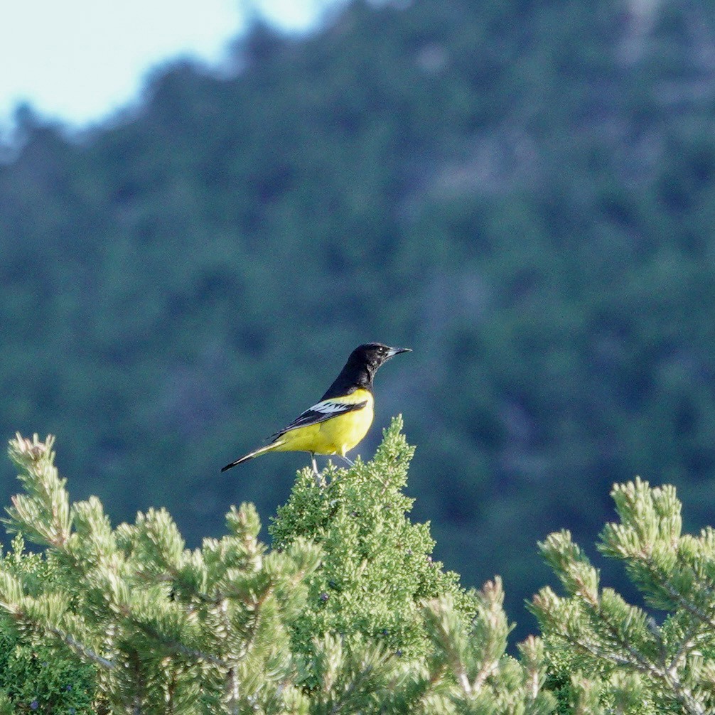 Scott's Oriole - ML617928450