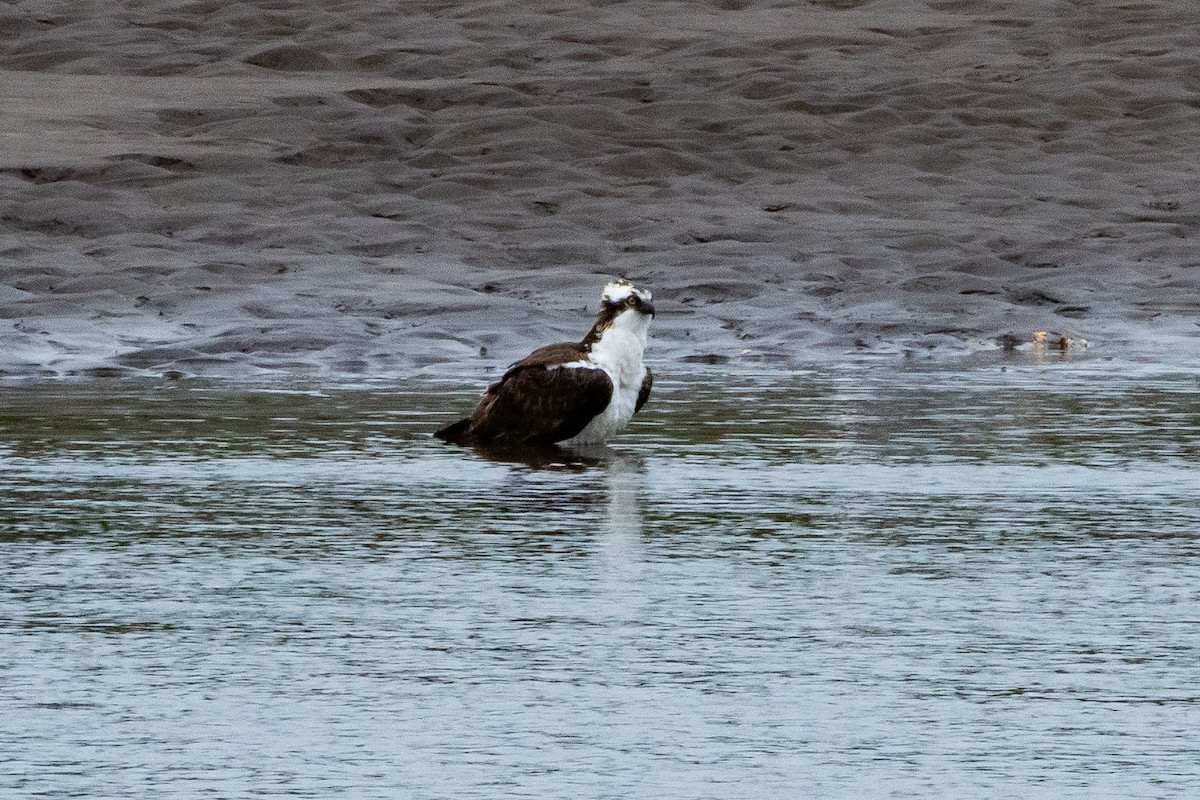 Balbuzard pêcheur - ML617928457